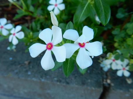 【花の写真】ニチニチソウ（日々草）の写真