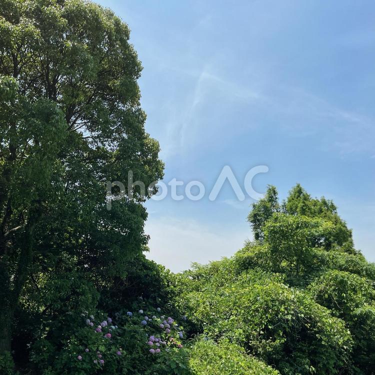 青空　晴天　晴　森林　山　マイナスイオン 青空,晴天,森林の写真素材
