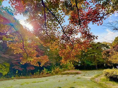 紅葉と木漏れ日と公園 青空,空,秋の写真素材