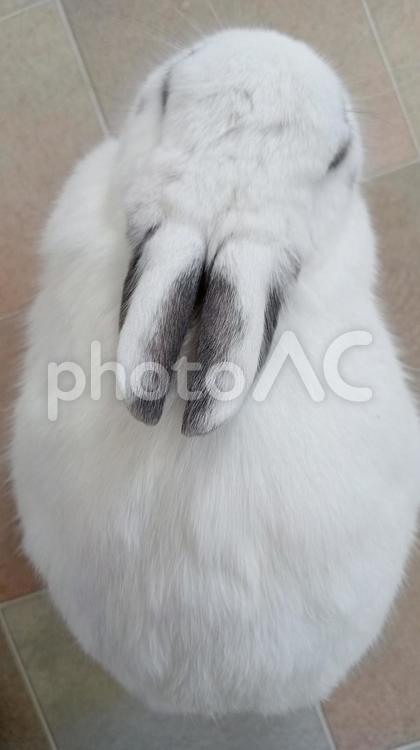 上から見たウサギの耳 ウサギ,うさぎ,兎の写真素材