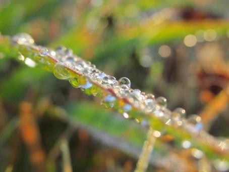 水滴と緑の葉 水滴,しずく,雨の写真素材