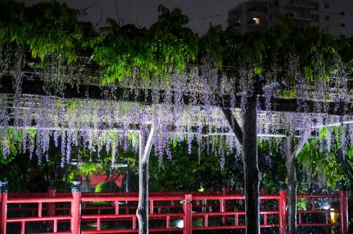亀戸天神社の藤の花 ライトアップ 亀戸天神社の藤の花 ライトアップ 藤の花,亀戸天神社,亀戸の写真素材