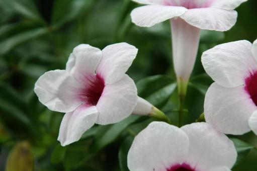 パンドレア　クローズアップ パンドレア,つる性花木,ロウト型の写真素材