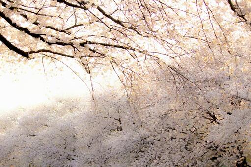 桜 桜の写真