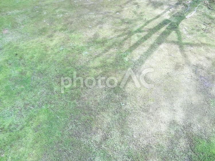 木漏れ日 木漏れ日,森林浴,苔の写真素材