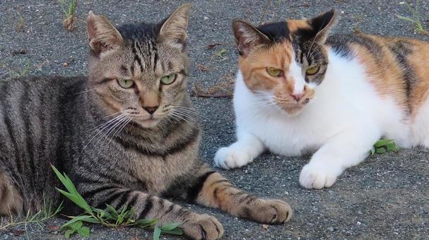 ラブラブでもふもふな三毛猫たちの夕涼み ラブラブでもふもふな三毛猫たちの夕涼みの写真