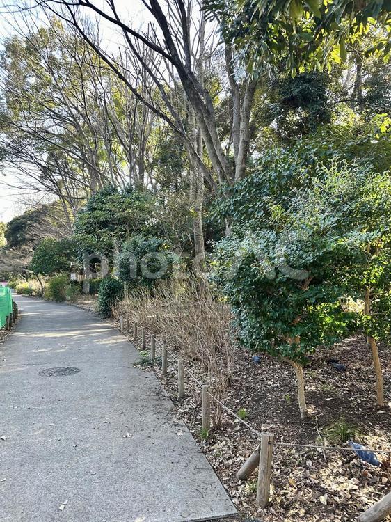 上野恩賜公園　冬の公園　上野公園 冬の公園,上野恩賜公園,上野公園の写真素材