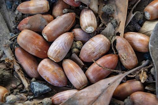 どんぐり どんぐり,団栗,無食子の写真素材