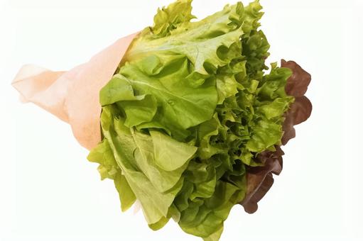 【レタス】サラダ|ダイエット|根付レタス 【レタス】サラダ|ダイエット|根付レタス 食べ物,野菜,葉物野菜の写真素材