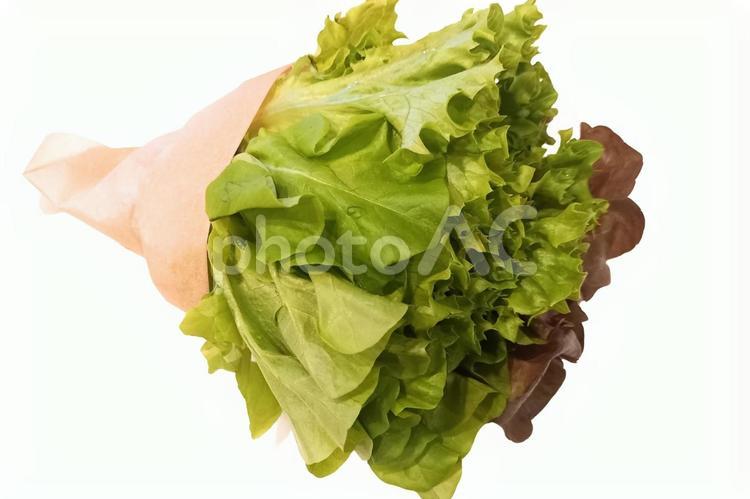 【レタス】サラダ｜ダイエット｜根付レタス 食べ物,野菜,葉物野菜の写真素材