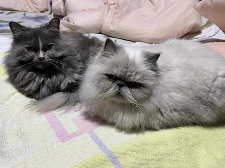 にゃんず ネコ,かわいい,ペットの写真素材