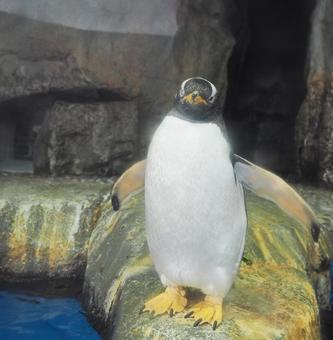 ジェンツーペンギン ジェンツーペンギン 泳ぐ,水族館,水槽の写真素材