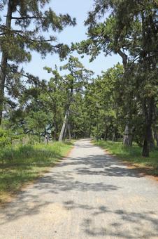 Amanohashidate Pine Bara, JPG