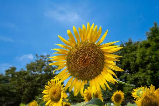 Midsummer sunflower field 2, JPG Midsummer sunflower field 2, JPG