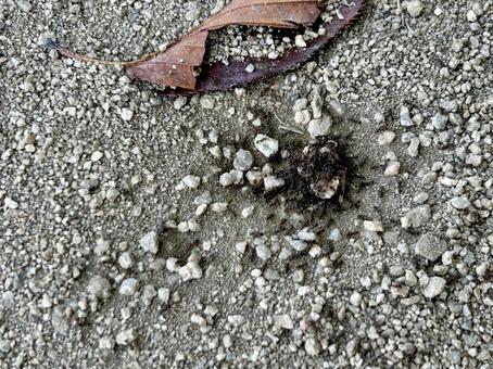 アリの行列 アリの行列 蟻,昆虫,群の写真素材