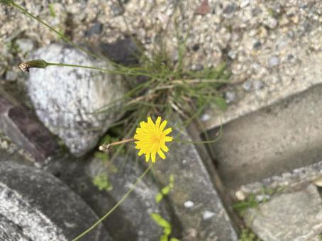 Dandelion, JPG