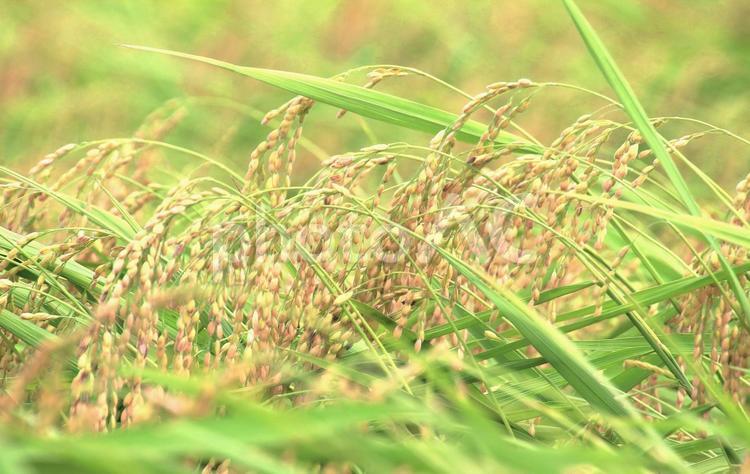 8月初秋の稲穂 稲穂,稲,コメの写真素材