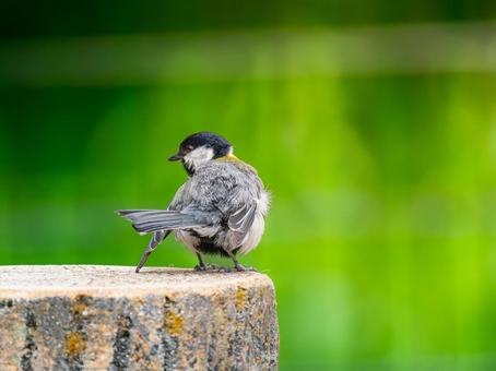 シジュウカラのアップ シジュウカラのアップ シジュウカラ,野鳥,鳥の写真素材