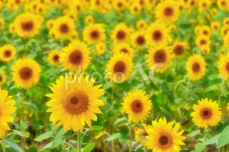 ひまわり畑 ひまわり,ひまわりの里,ひまわり観光の写真素材