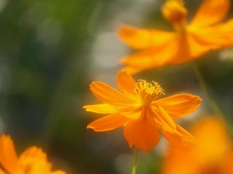 柔らかなイメージのキバナコスモス 柔らかなイメージのキバナコスモスの写真