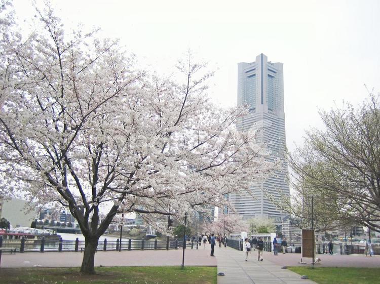 横浜　ランドマークタワー　春 桜,春,ランドマークタワーの写真素材