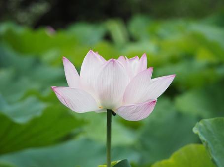 蓮の花 一輪 花びら ハス 開花 蓮の花 一輪 花びら ハス 開花の写真