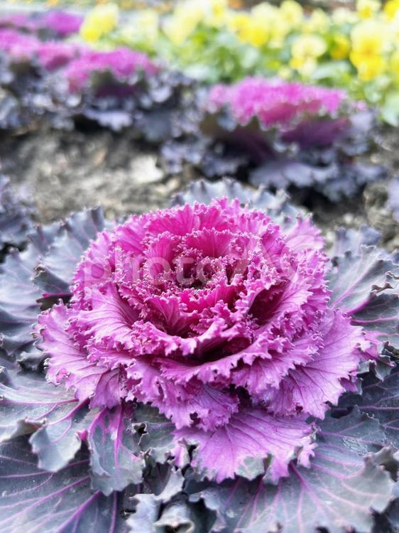 花壇に植えたハボタンのクローズアップ ハボタン,葉牡丹,葉の写真素材