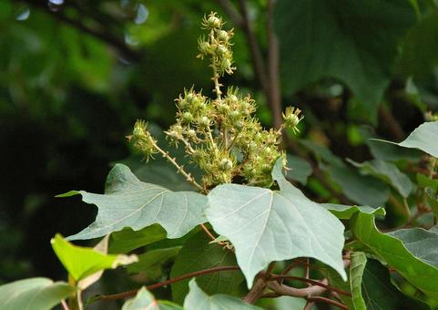 アカメガシワ アカメガシワ アカメガシワ,赤芽柏,赤芽槲の写真素材