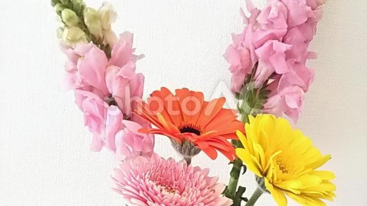 お花を飾ろう 花,カラフル,ガーベラの写真素材