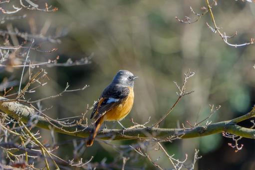 冬の枝にとまるジョウビタキ 冬の枝にとまるジョウビタキ ジョウビタキ,鳥,野鳥の写真素材