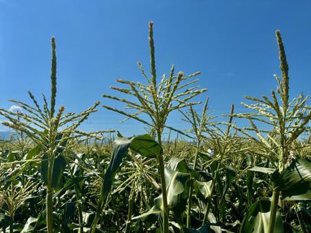 夏空のとうもろこし 夏空のとうもろこしの写真