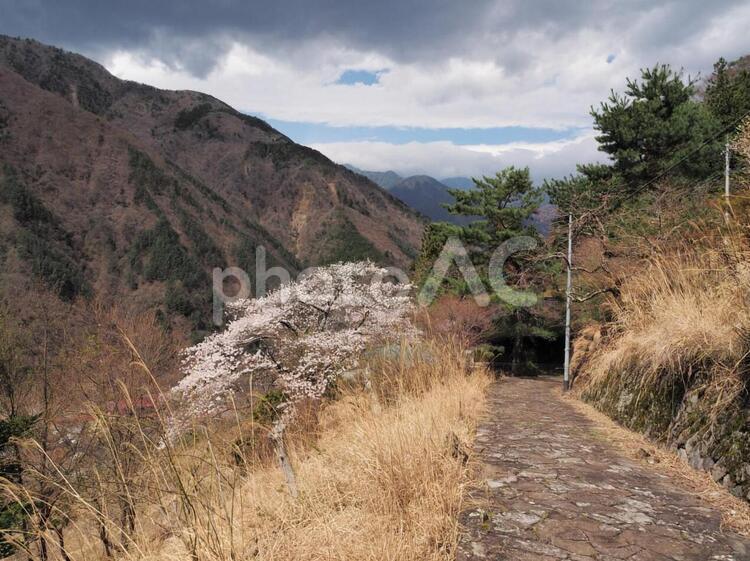 桜と石畳と山々 桜,石畳,山の写真素材