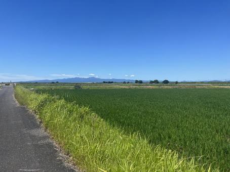 田舎道 田舎道 田んぼ,田舎道,快晴の写真素材