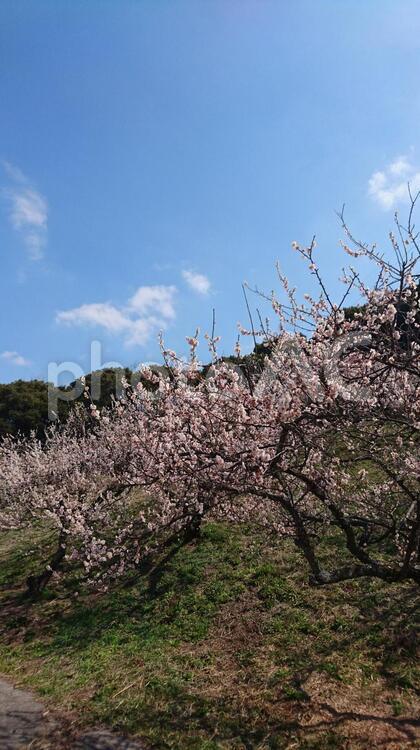 空と梅の木 うめ,うめの花,はなの写真素材