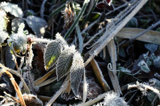 晴れた冬の日の朝の草 冬,霜,氷の写真素材