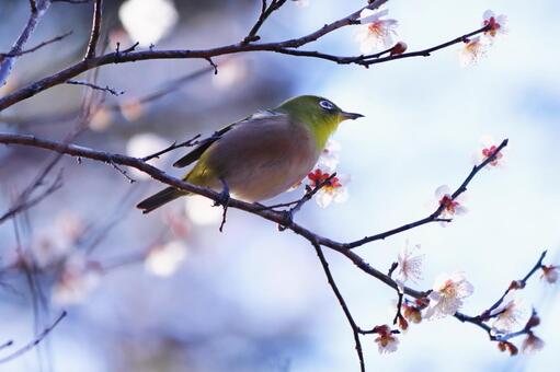 梅の枝にとまるメジロ 鳥,メジロ,春の写真素材