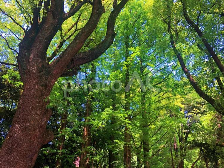 芝公園の散策路 芝公園,散策路,自然の写真素材