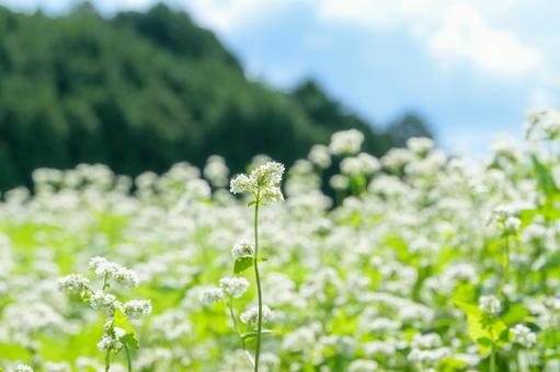 青空に映える蕎麦の花畑 蕎麦,花,白の写真素材