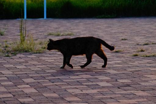 ねこのシルエット ねこのシルエットの写真
