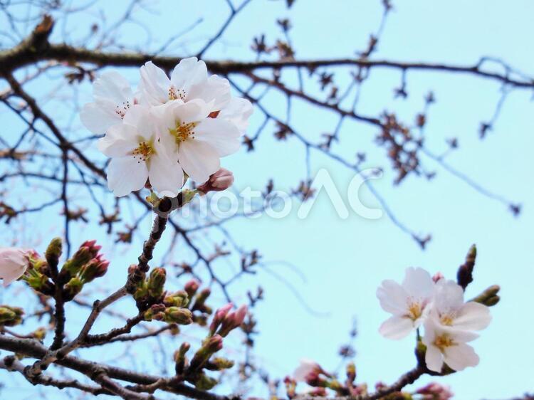 桜が咲いたよ！1 きれい,綺麗,キレイの写真素材