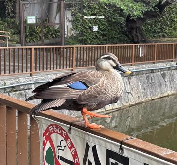 カルガモ カルガモの写真