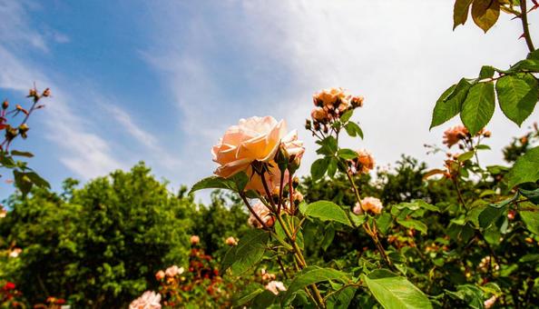 バラ園で咲く満開のバラ バラ園で咲く満開のバラの写真