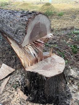 Felled tree trunk, JPG