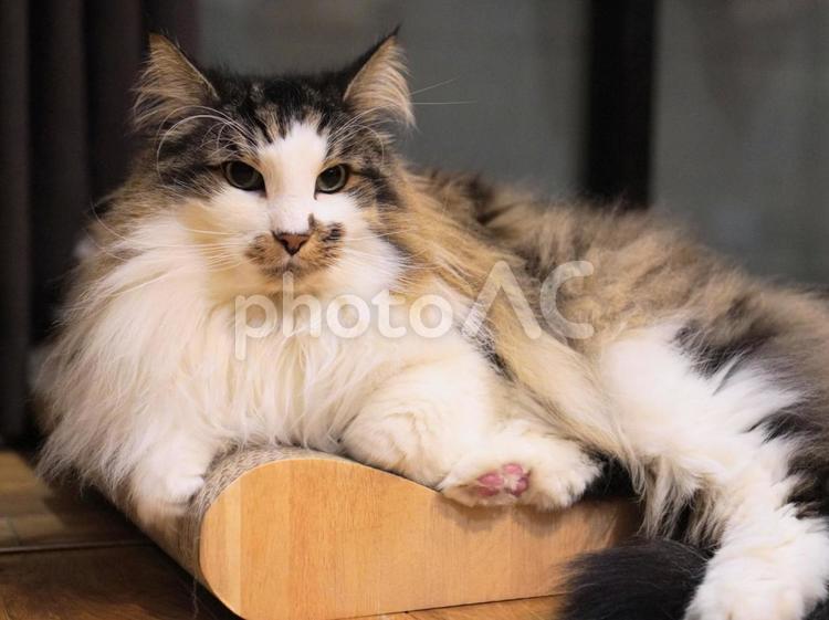 猫（ノルウェイジャンフォレストキャット） 猫,ねこ,ネコの写真素材