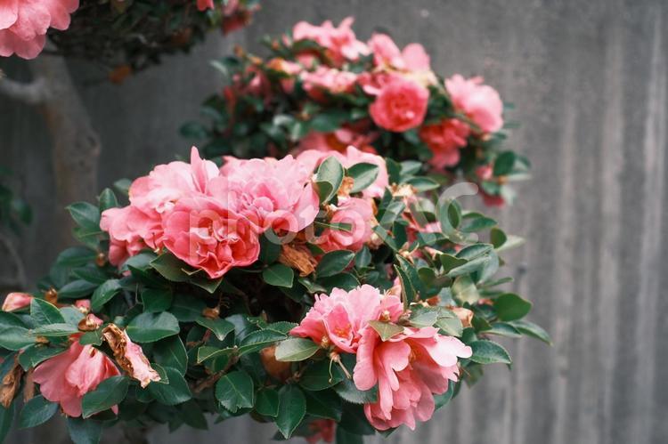 椿 椿,花,植物の写真素材