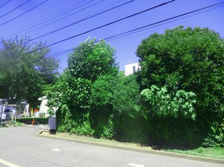 真夏の郊外の風景 真夏の郊外の風景 郊外,緑,真夏の写真素材