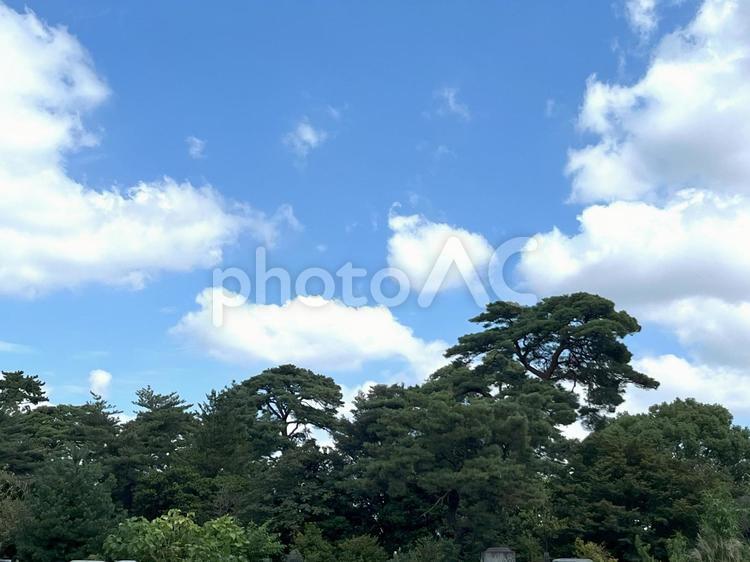 澄み切った空と緑 空,晴天,晴の写真素材