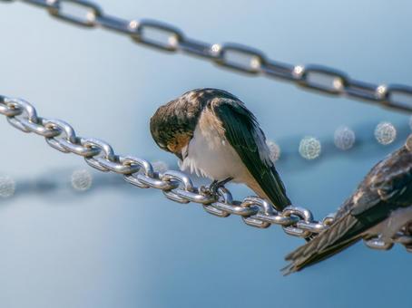 鎖にとまるツバメ 鎖にとまるツバメ ツバメ,燕,野鳥の写真素材