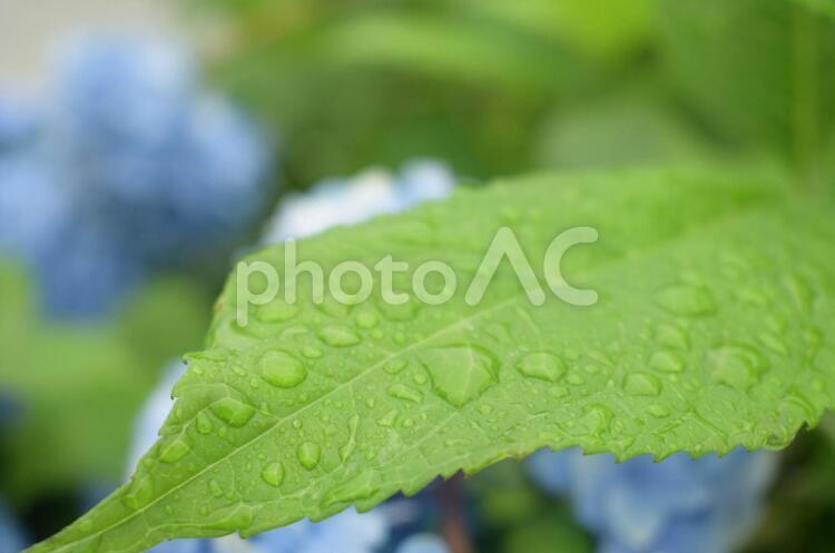 梅雨の雨 葉,自然,雨の写真素材