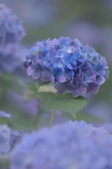 Hydrangea, JPG Hydrangea, JPG